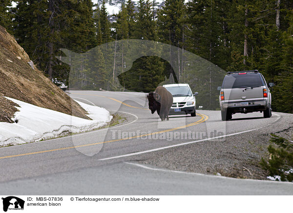 Amerikanischer Bison / american bison / MBS-07836