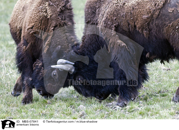 american bisons / MBS-07841