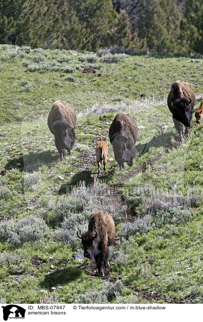 american bisons / MBS-07847