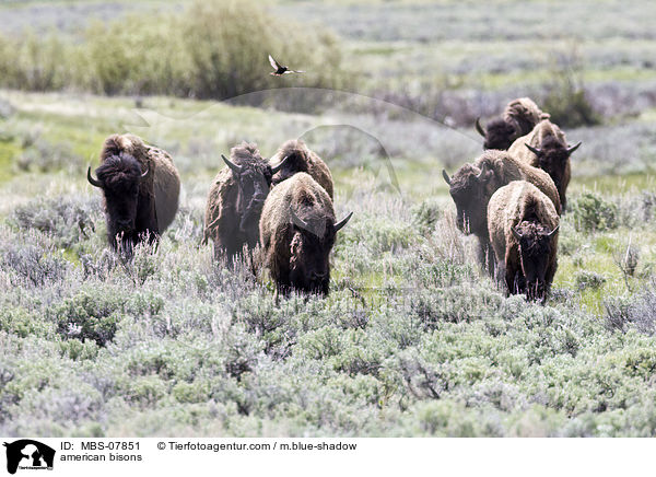 american bisons / MBS-07851