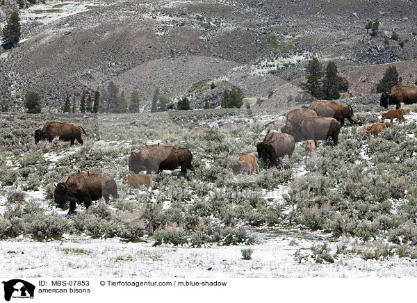 american bisons / MBS-07853