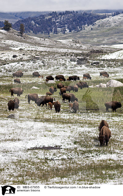american bisons / MBS-07855