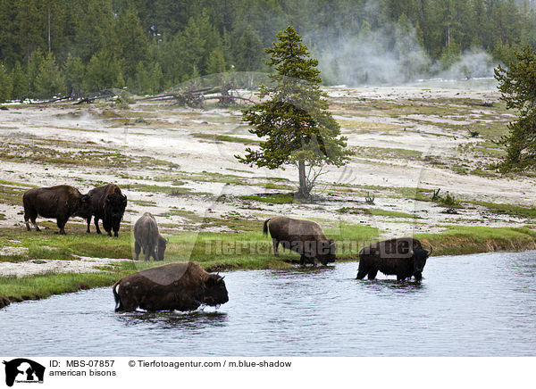 american bisons / MBS-07857