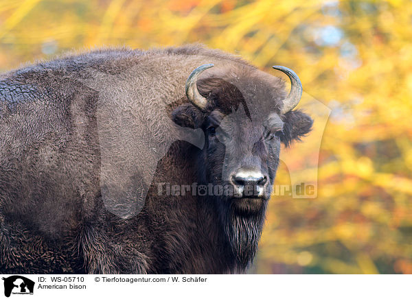 American bison / WS-05710