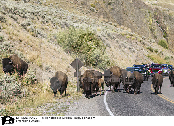 Amerikanische Bisons / american buffalos / MBS-10429