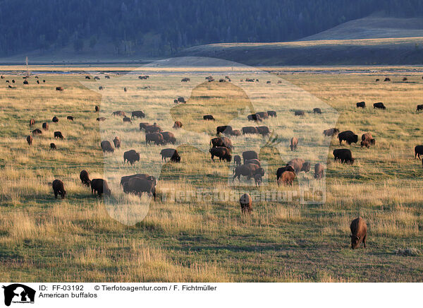 American buffalos / FF-03192