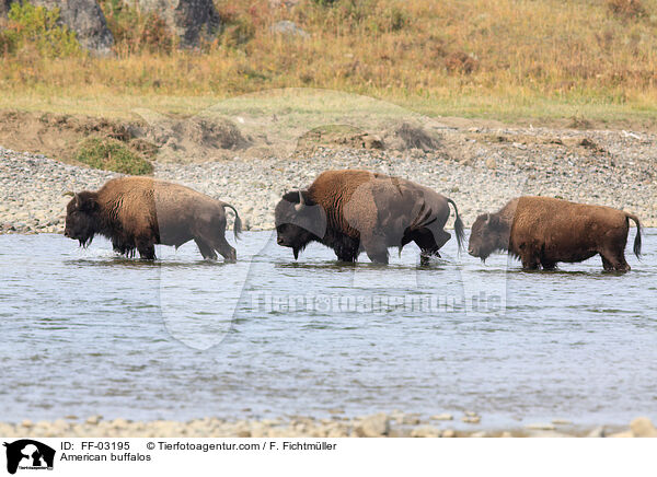 American buffalos / FF-03195