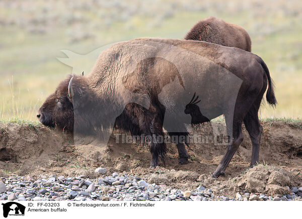 American buffalo / FF-03203