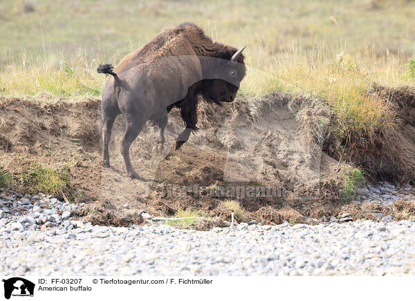 American buffalo / FF-03207