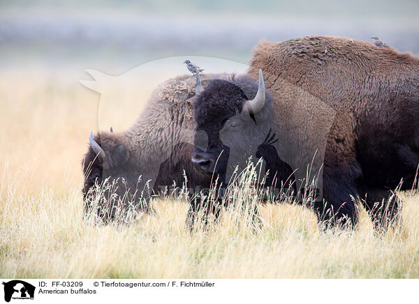 American buffalos / FF-03209