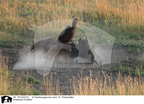 Amerikanischer Bison / American buffalo / FF-03215