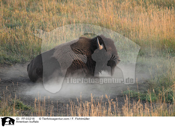 Amerikanischer Bison / American buffalo / FF-03216