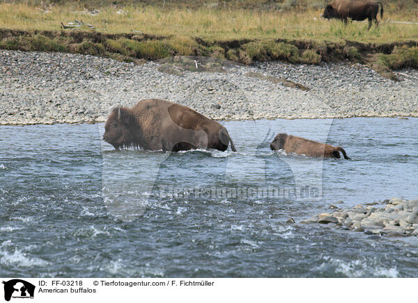 Amerikanische Bisons / American buffalos / FF-03218