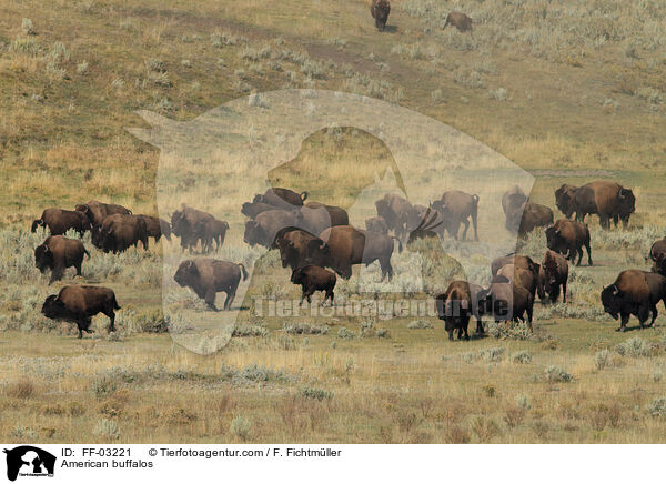 American buffalos / FF-03221