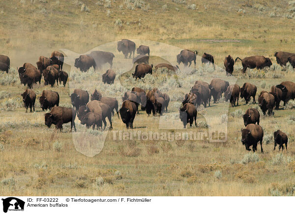 American buffalos / FF-03222