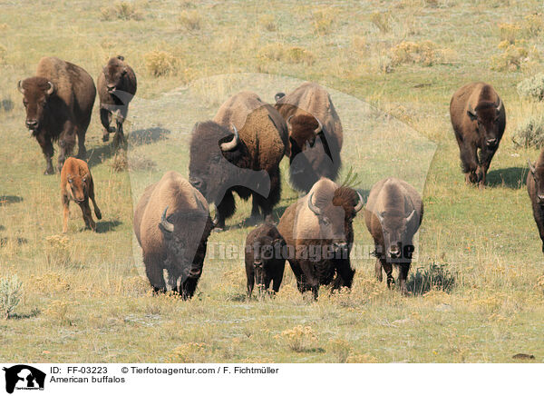 American buffalos / FF-03223