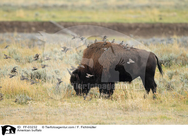 American buffalo / FF-03232