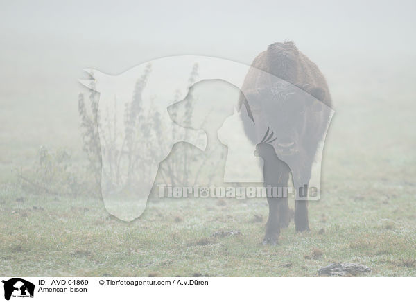 American bison / AVD-04869