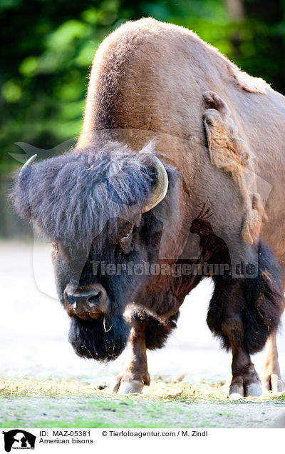 American bisons / MAZ-05381