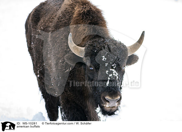 Amerikanischer Bison / american buffalo / WS-10281