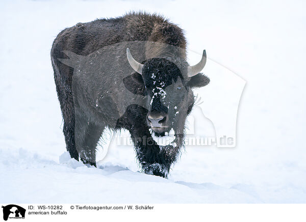 Amerikanischer Bison / american buffalo / WS-10282
