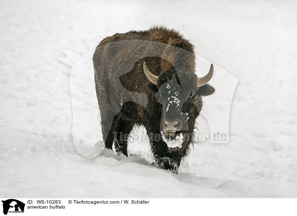 Amerikanischer Bison / american buffalo / WS-10283