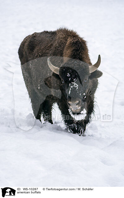 american buffalo / WS-10287