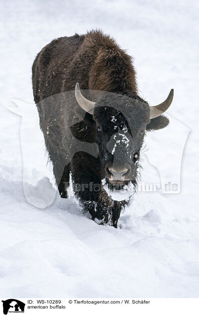 Amerikanischer Bison / american buffalo / WS-10289