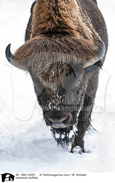 american buffalo / WS-10291