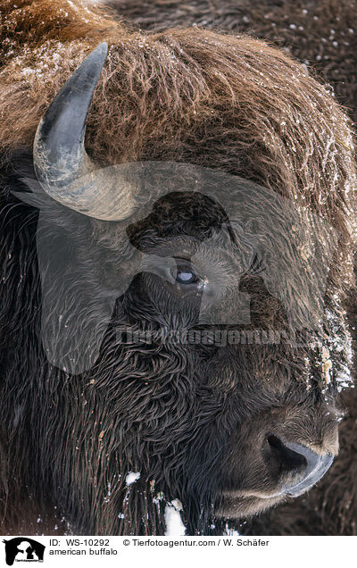 american buffalo / WS-10292
