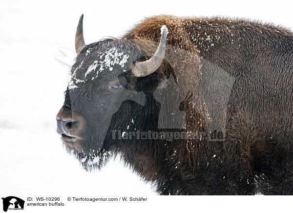 Amerikanischer Bison / american buffalo / WS-10296