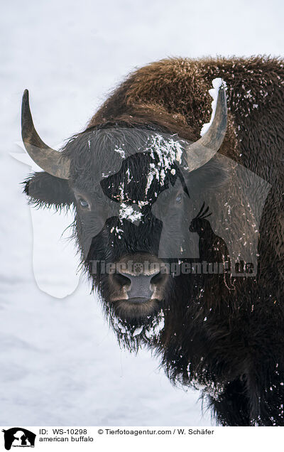 Amerikanischer Bison / american buffalo / WS-10298