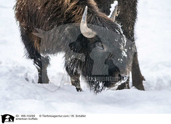 Amerikanischer Bison / american buffalo / WS-10299