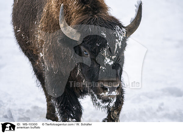 american buffalo / WS-10300