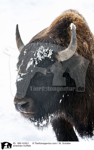 Amerikanischer Bison / american buffalo / WS-10301