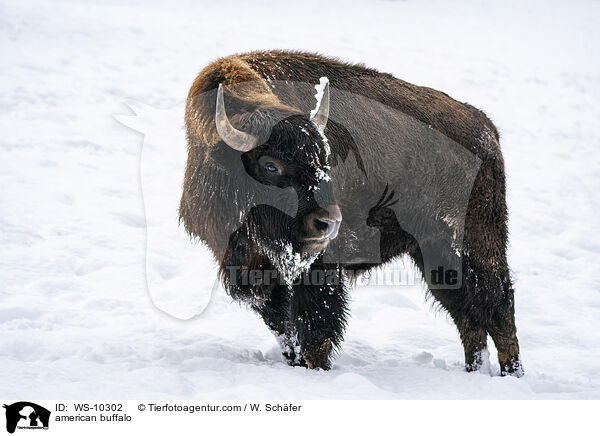 american buffalo / WS-10302
