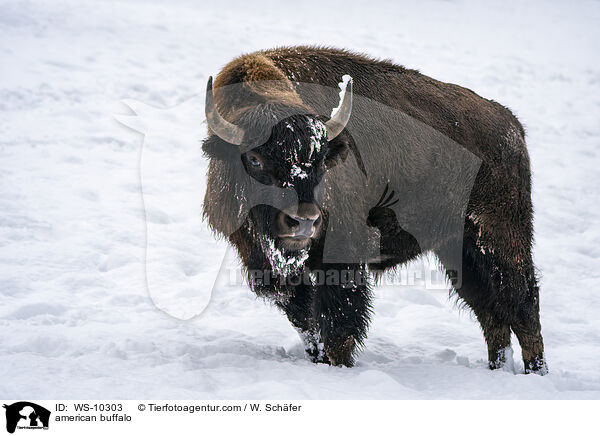 Amerikanischer Bison / american buffalo / WS-10303