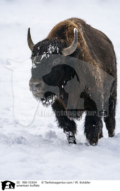 american buffalo / WS-10304