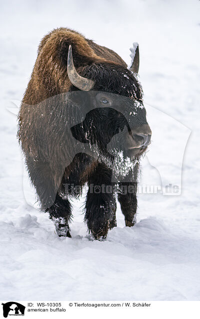 american buffalo / WS-10305