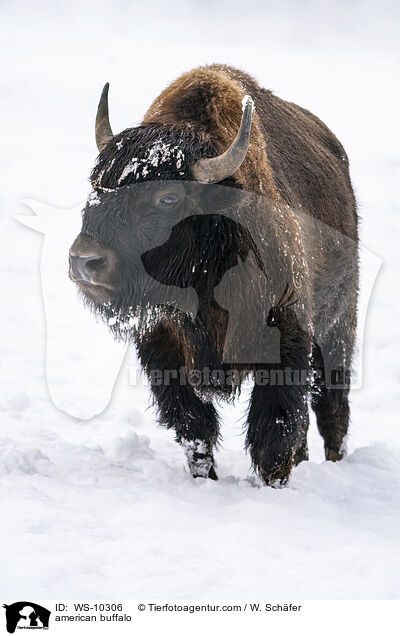 Amerikanischer Bison / american buffalo / WS-10306