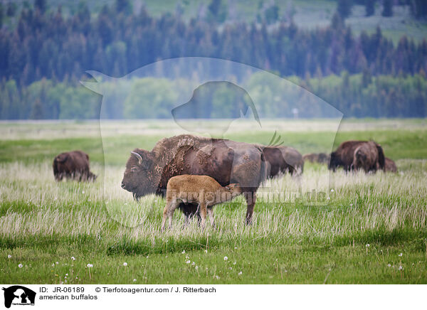 Amerikanische Bisons / american buffalos / JR-06189