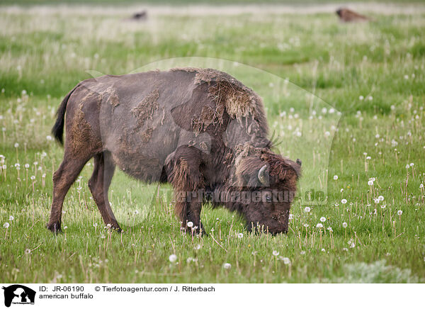 Amerikanischer Bison / american buffalo / JR-06190