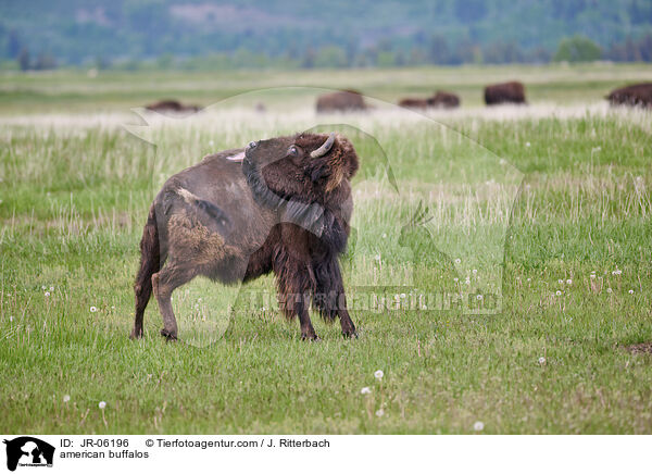 Amerikanische Bisons / american buffalos / JR-06196