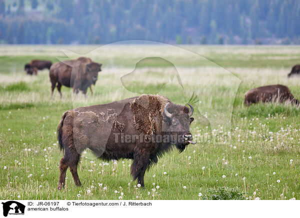 american buffalos / JR-06197