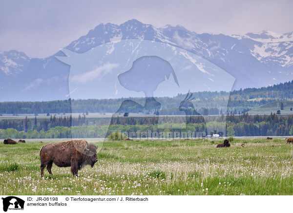 Amerikanische Bisons / american buffalos / JR-06198