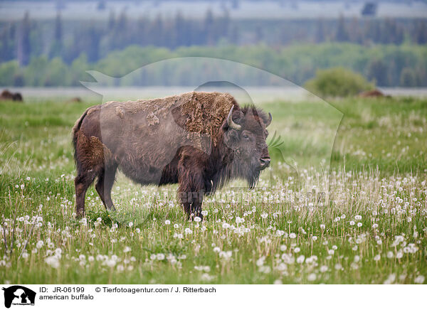 Amerikanischer Bison / american buffalo / JR-06199