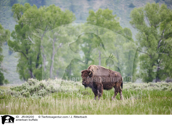Amerikanischer Bison / american buffalo / JR-06200