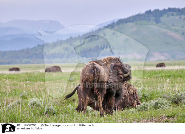 Amerikanische Bisons / american buffalos / JR-06201