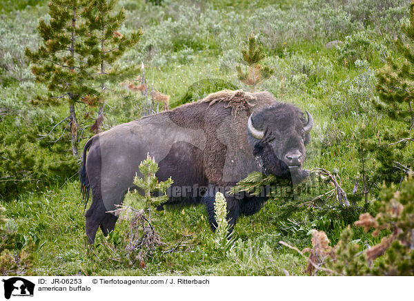 Amerikanischer Bison / american buffalo / JR-06253