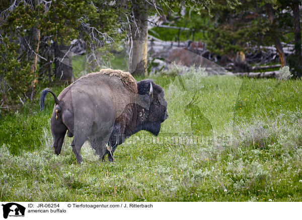 Amerikanischer Bison / american buffalo / JR-06254